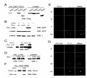 clones de raton, manipulacion genetica clones de raton, manipulacion genetica