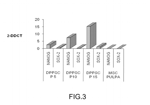 EXPERIMENTOS CON CELULAS MADRE EXPERIMENTOS CON CELULAS MADRE