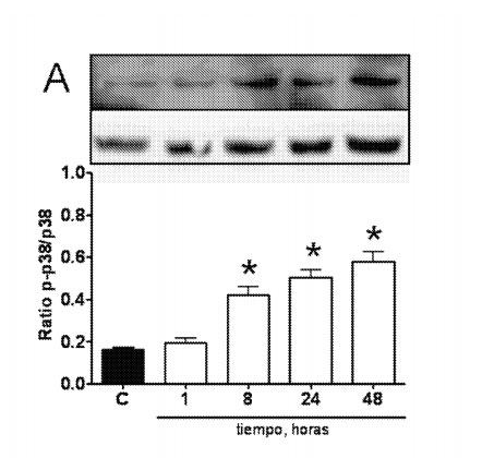 EXPERIMENTOS - DIALISIS PEROTONEAL EXPERIMENTOS - DIALISIS PEROTONEAL